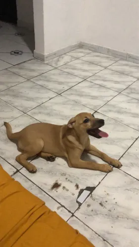 Adoção de uma filhote caramelo