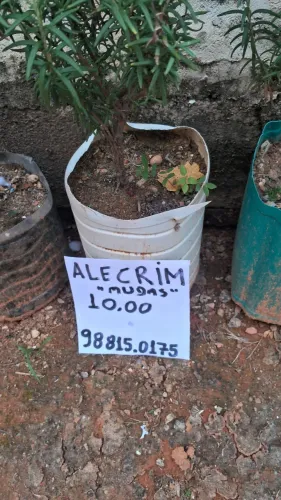 Muda de alecrim pronto para plantar