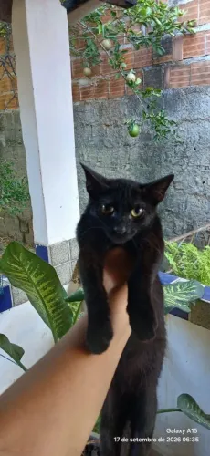 Gato para doação