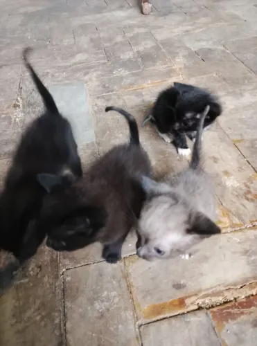 DOAÇÃO DE DOIS GATINHOS DE 45 DAS FÊMEAS
