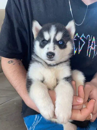 Filhote de Husky Siberiano