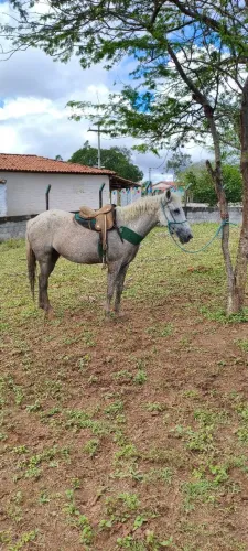 Égua