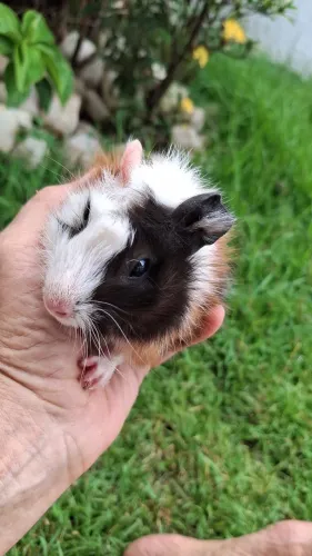 Vendo filhotes de porquinho da Índia