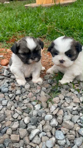 Shihtzu lindo parcelo 