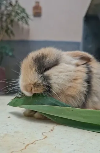Coelhos Minilop