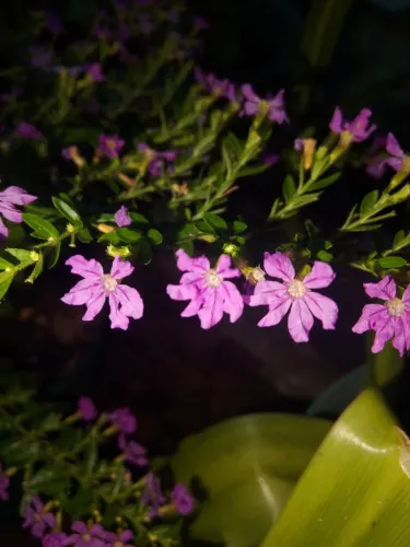 Jardim plantas falsa Érica