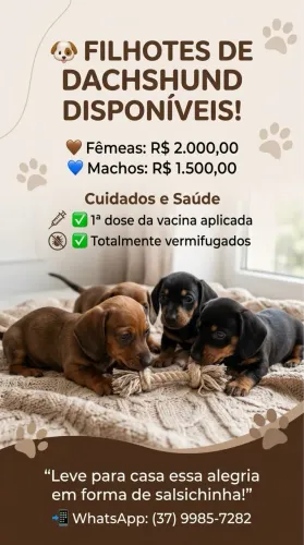 Filhote Dachshund/ salsicha/ Cofap