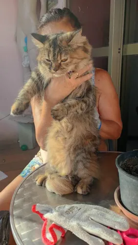Gata. Persa