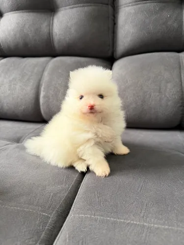 FILHOTE DE LULU DA POMERÂNIA ANÃO