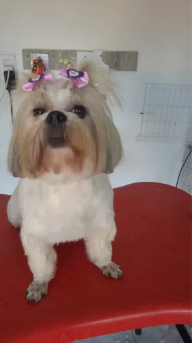 Procuro macho para cruza, preferência preto