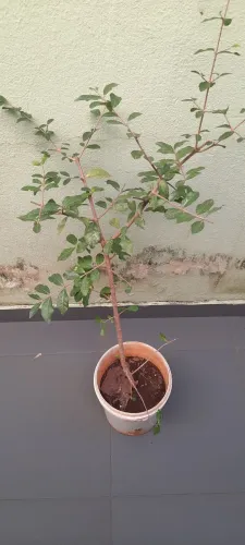 Pé de Acerola 2 anos