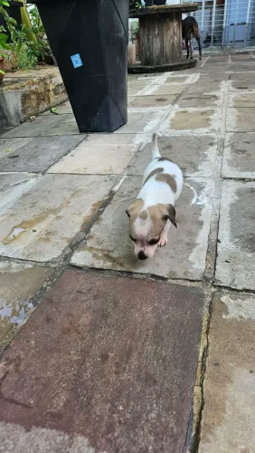 Doação de cachorrinhos.