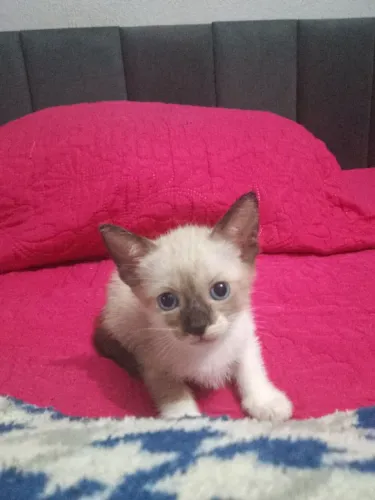 gata filhote siamês para adoção responsável.