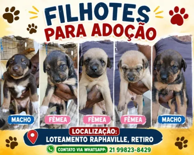 Cães  para adoção 