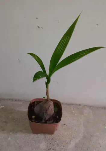 Muda de coqueiro