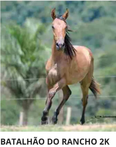 Cavalo Manga Larga premiado
