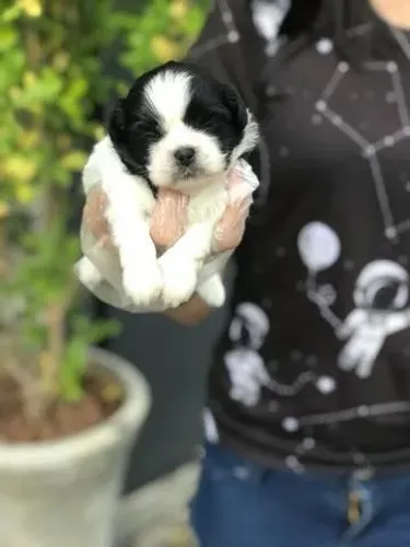 Shih Tzu V10 Importada e Compra Segura com Contrato e Garantia de Saúde