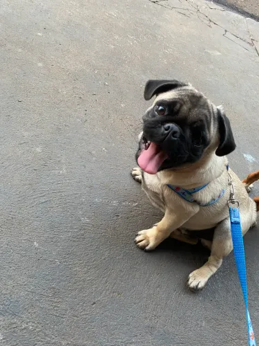 Pug