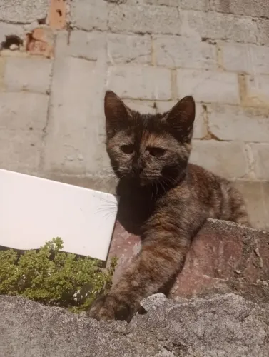 Lindos gatinhos para doação