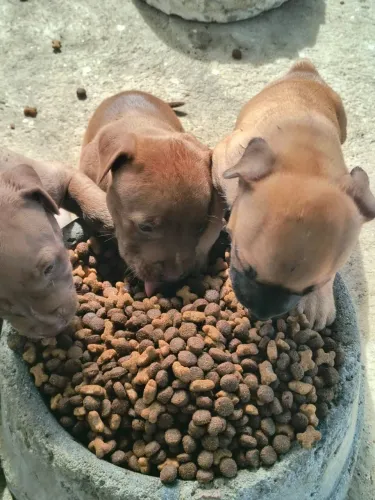 Filhote de Pit Bull 300
