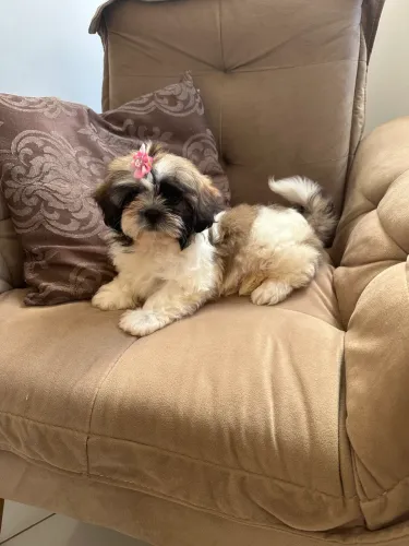 Shihtzu Fêmea 2 vacinas importadas 