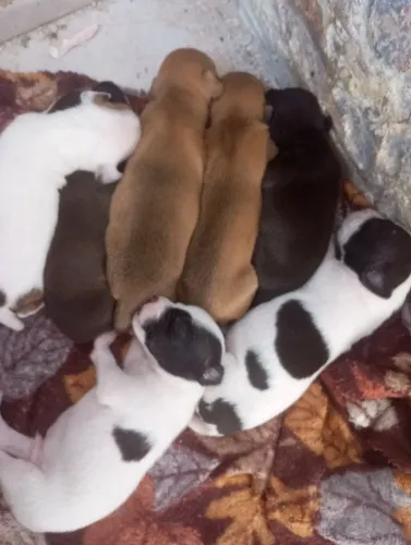 Cachorrinhos filhotes de Pincher que não cresce para doação