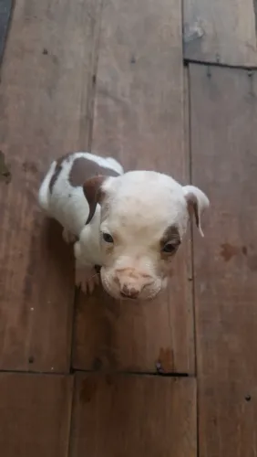 Filhotes pitbull