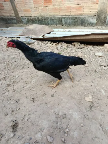 Frangas indias japonesa