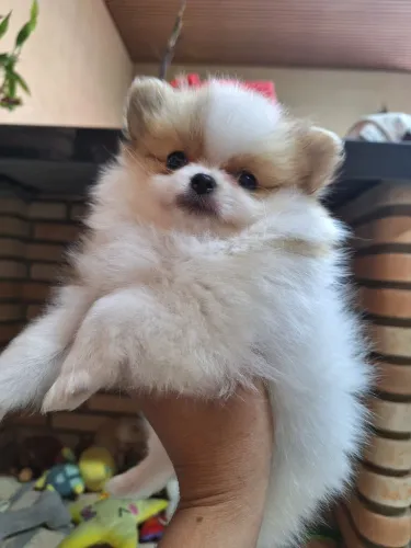 Spitz alemão Macho