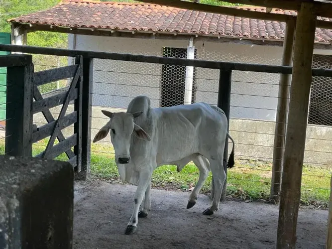 Lote de Gado - Excelente Oportunidade