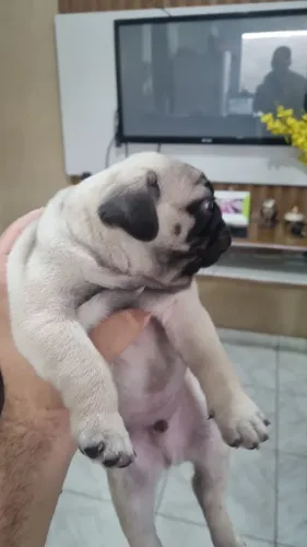 Pug