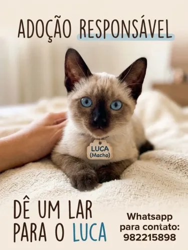 Adoção responsável 