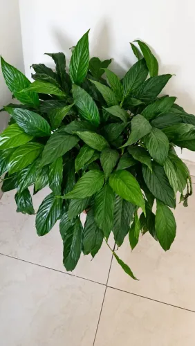 Vaso de Planta Ornamental Lírio da Paz