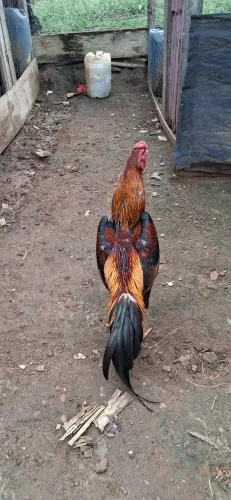 Galo indio capa amarelo