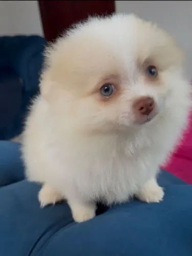 Lulu da Pomerânia Spitz Alemão Filhote