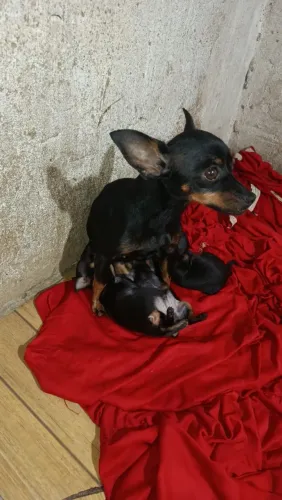 Pinscher 