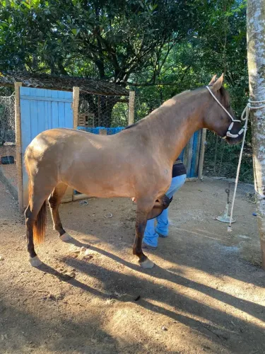 Vendo cavalo Mangalarga Marchador