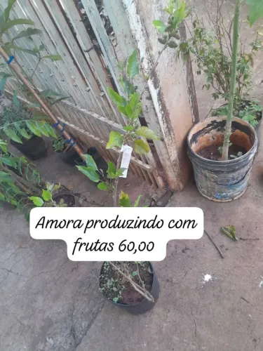 frutíferas produzindo com frutas ou flores, preços acessíveis