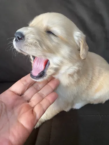 Filhotes de Golden Retriever