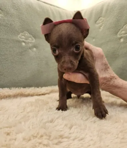 Pinscher disponível fêmea encantadora