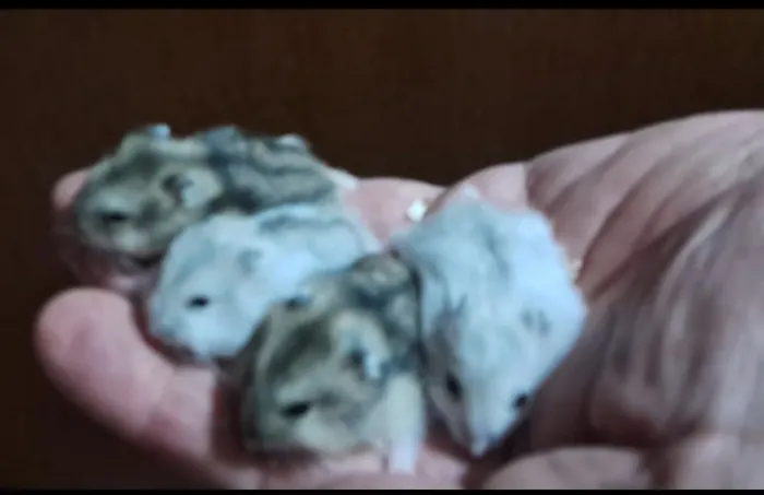 Hamsters anões russos
