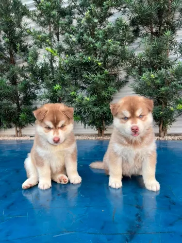 Husky siberiano