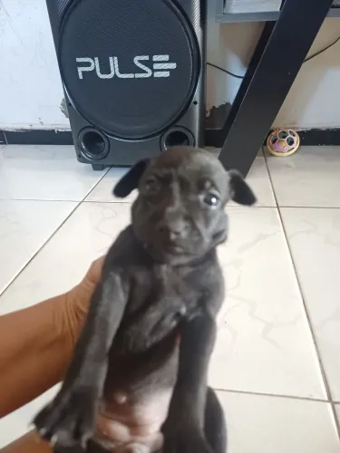 Pinscher