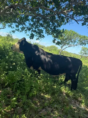 Vendo mini Toro e mini vacas 