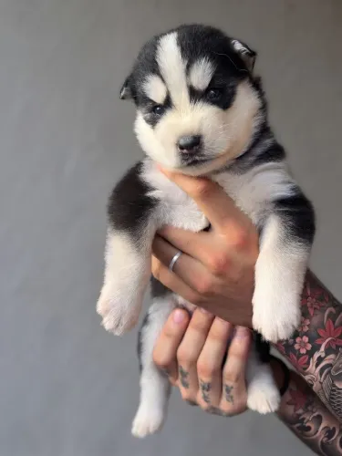Husky Siberiano Filhotes