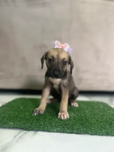Cachorrinha linda 