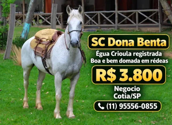 Égua Crioula, registrada, Mansa e bem domada