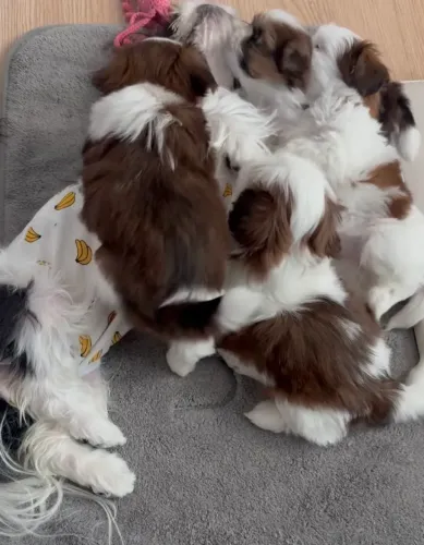 Shih tzu zero