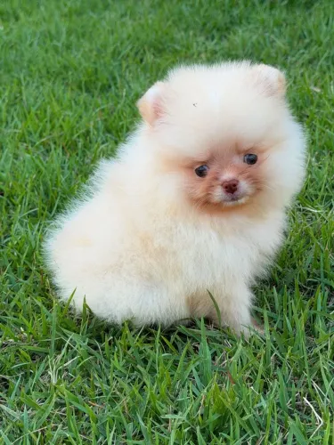 Spitz Alemão Anão / Lulu da Pomerânia macho