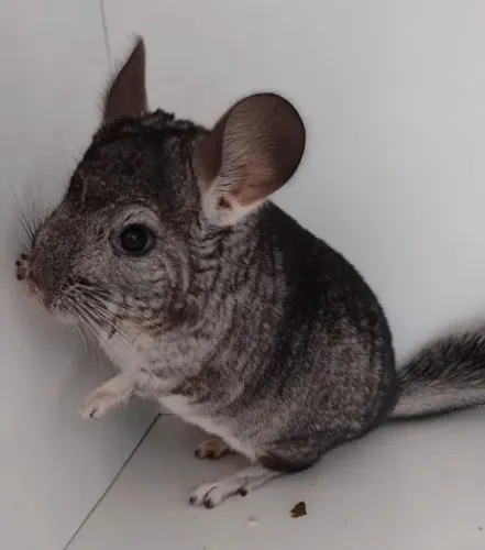 Chinchila